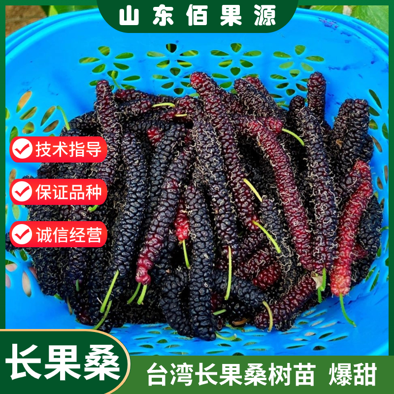 台湾长果桑葚树苗盆栽鸡爪桑葚桑树果苗庭院果树盆栽地栽当年结果