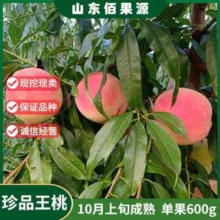 特大晚熟冬桃树苗新品种南北方种植庭院地栽珍品王桃树苗当年结果