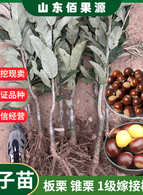 板栗树苗嫁接果苗锥栗苗南方北方种植燕山早丰3113板栗苗当年结果