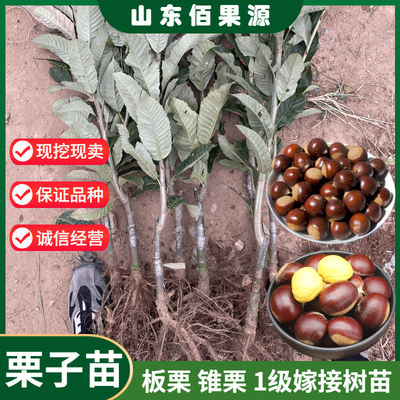 板栗树苗嫁接南方种植燕山早丰