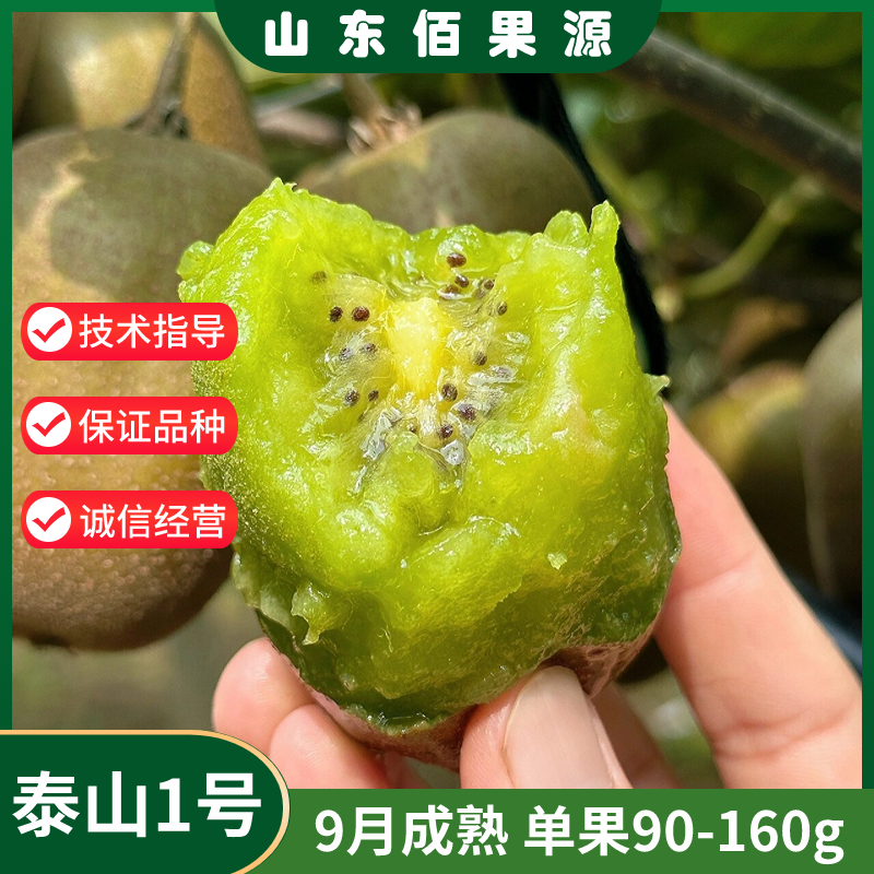 嫁接泰山一号猕猴桃树果苗耐寒奇异果猕猴桃树苗盆栽地栽当年结果