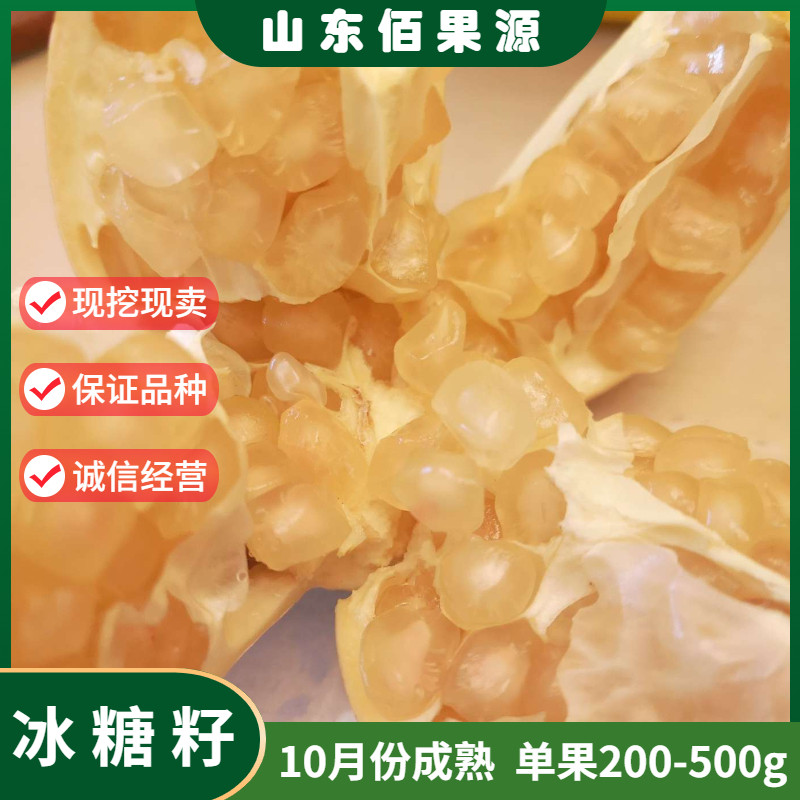 黄里冰糖籽石榴树苗南北方种植地栽软籽石榴苗盆栽超甜当年结果苗