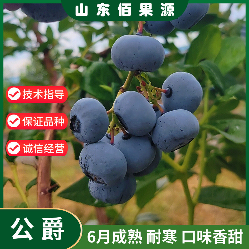 杜克蓝莓树果苗公爵庭院地栽外阳台盆栽蓝莓苗南北方种植当年结果