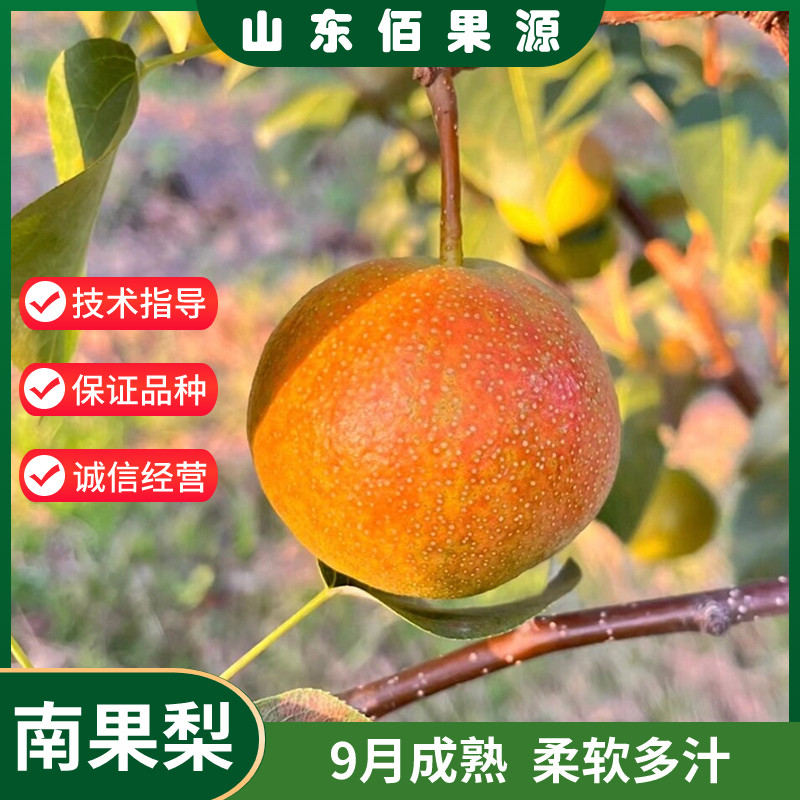 辽宁南果梨树苗嫁接红南国梨苗南方北方种植新品种南红梨当年结果