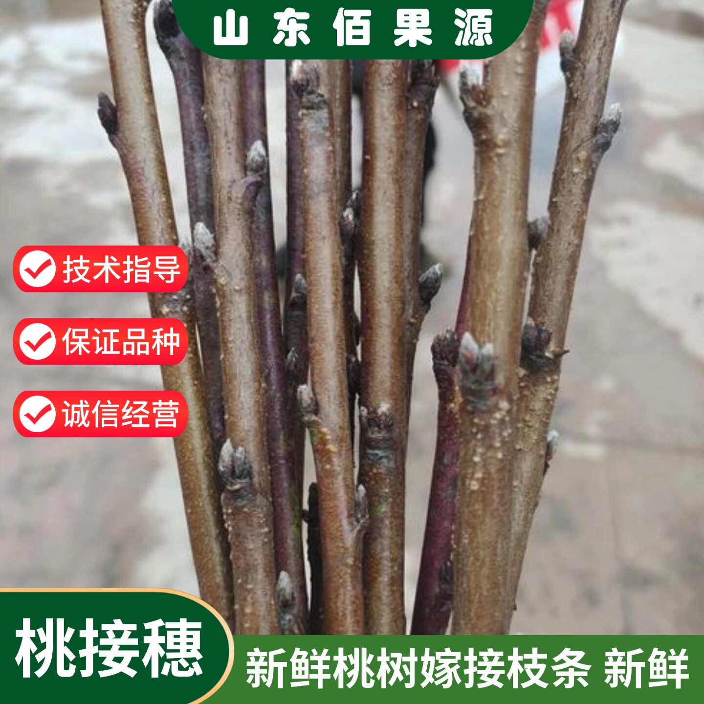 新品种鲜活桃树嫁接枝条油桃水蜜桃黄桃蟠桃冬桃树苗码子芽点现剪