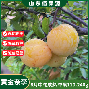 李子树苗嫁接特大晚熟黄金奈李子树苗脱骨李子苗南北方种植果树苗