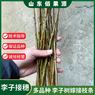 恐龙蛋蜂糖脆红三华李黄金奈西梅味帝李子树嫁接枝条李子接穗码子