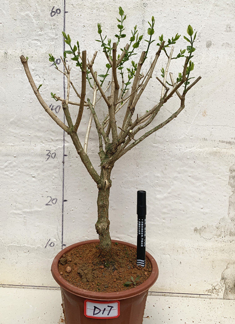 新莉花花卉盆景k独杆楼顶绿植盆栽老桩阳台庭院重瓣.