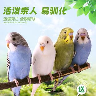 .鹦鹉活鸟活物虎皮鹦鹉小鸟活鸟会说话的鸟类活鸟宠物玄凤牡丹鹦