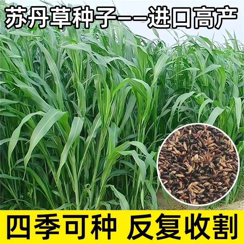 进口苏丹草牧草种子四季多年生