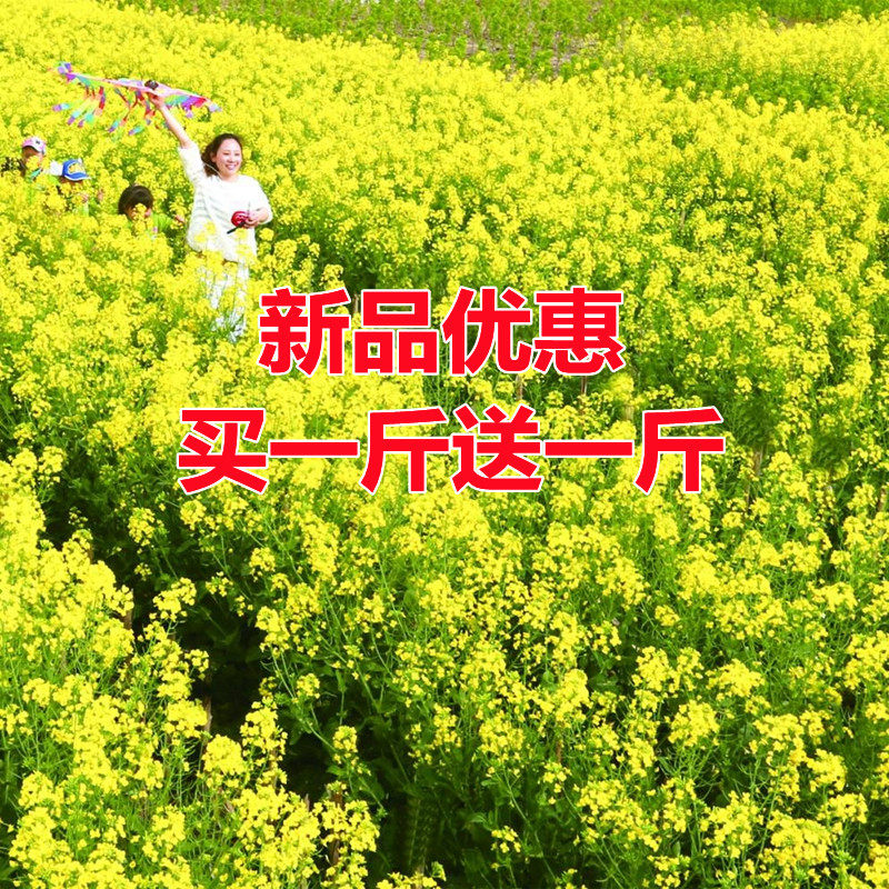 新采油菜花种子高产榨油观赏油菜籽食用耐寒耐旱德杂油菜花种籽子