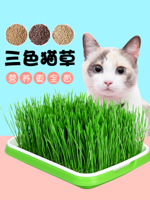 三色猫草易种易活盆栽