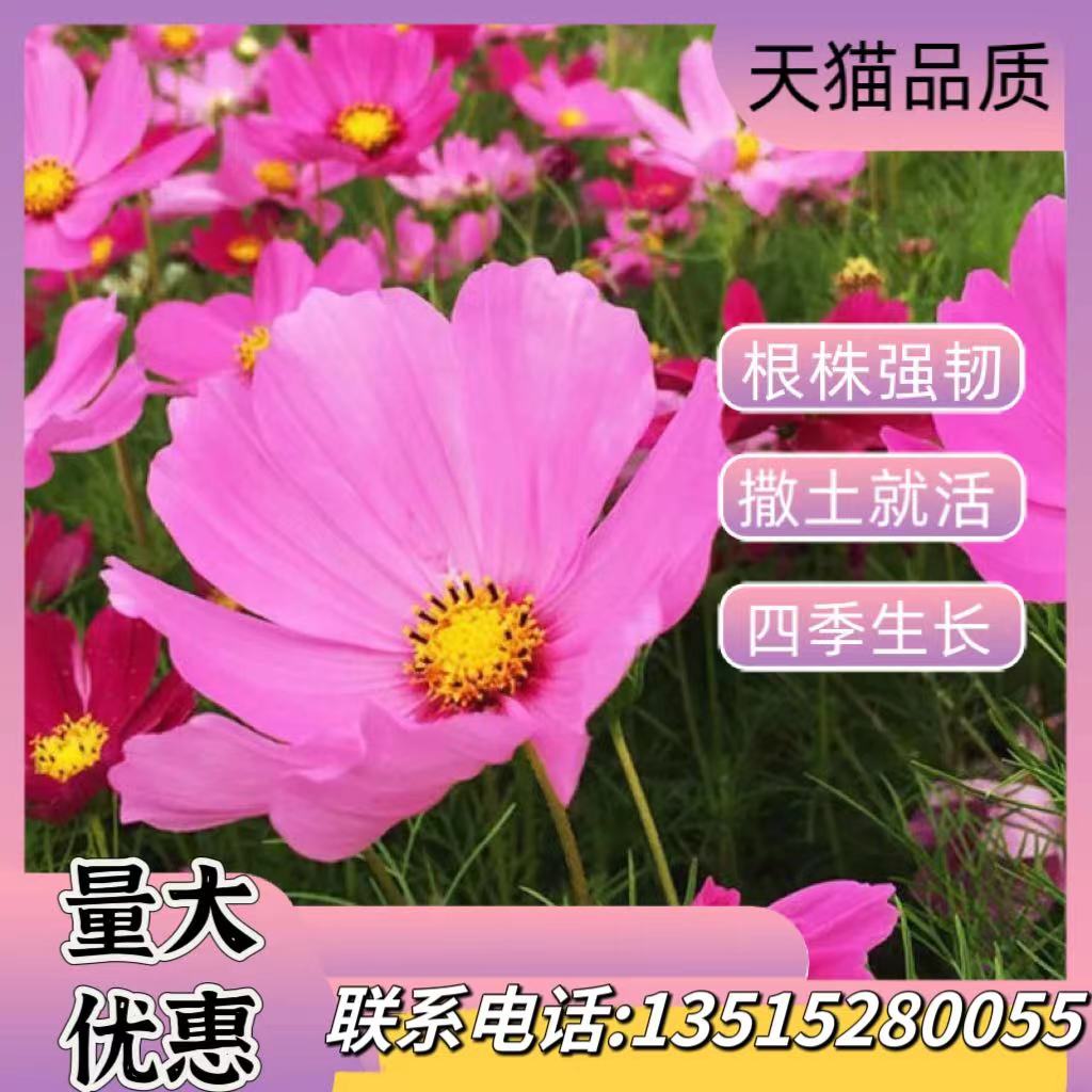 新手易种格桑花种子易活见土长路边庭院春季矮生波斯菊种籽