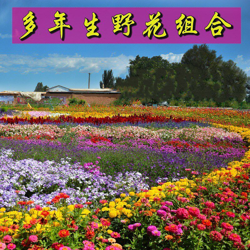 野花组合花种子格桑花易活多年生波斯菊庭院花种籽子四季播种开花