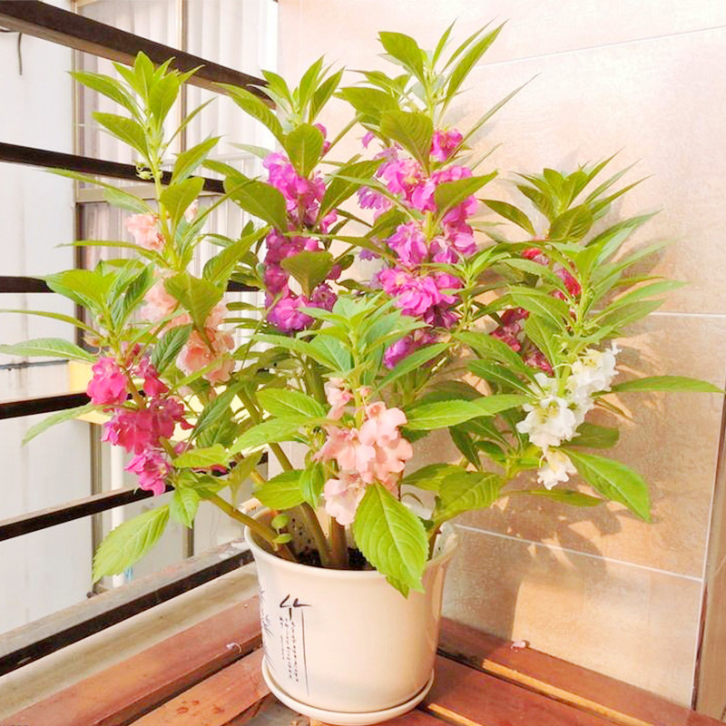 凤仙花种籽子指甲花多年生春天四季播种开花易活花种子室内外庭院