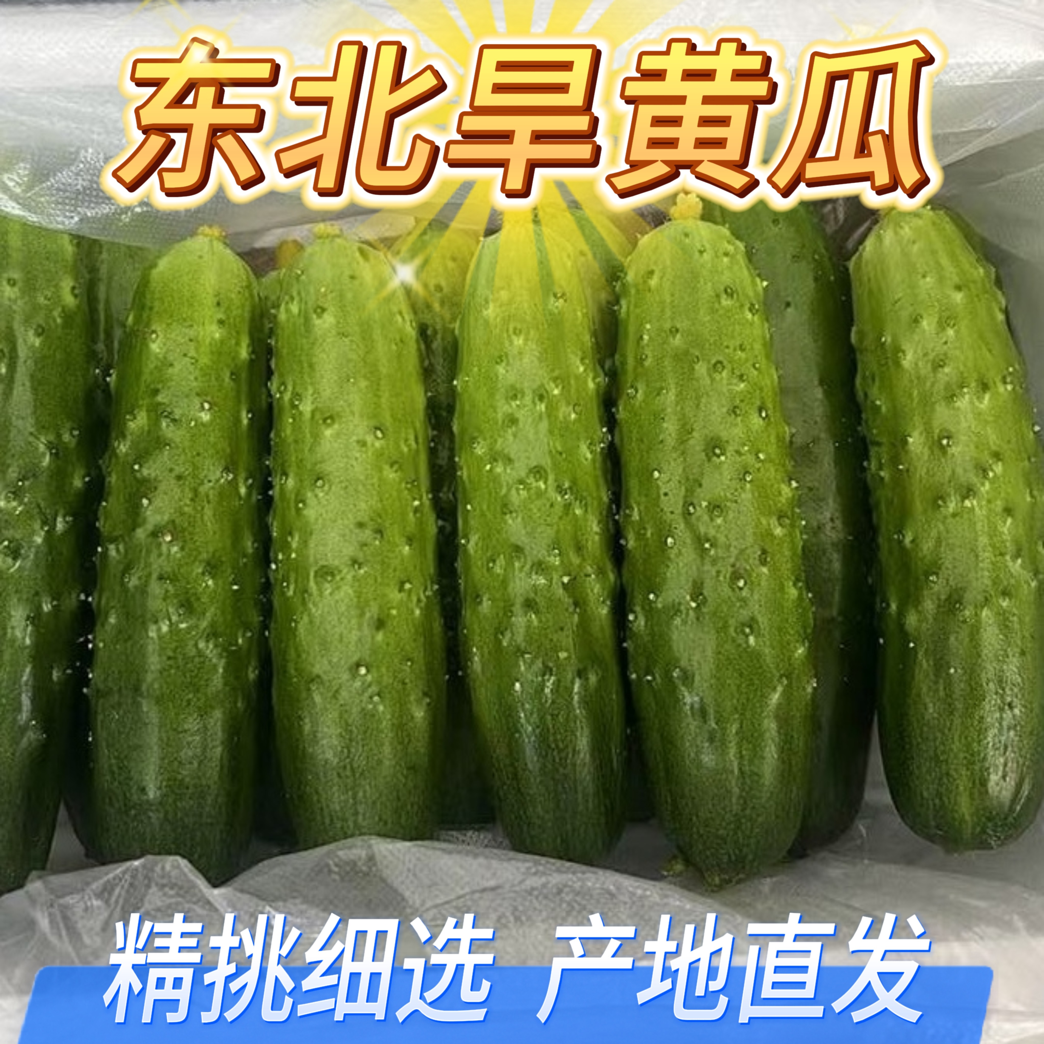 辽宁农家现摘旱黄瓜散装