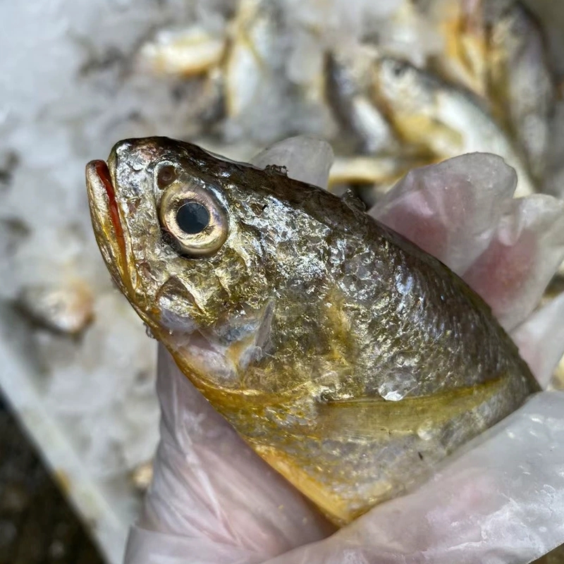 海鲜黄鱼新鲜深海鱼舟山水产生鲜冰鲜黄花鱼一斤6-7条