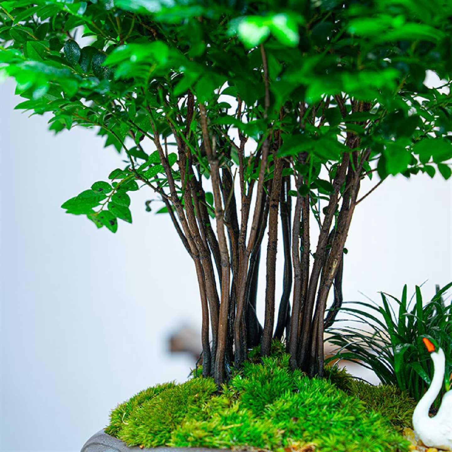 丛林小叶紫檀盆栽办公室内桌面新中式盆景植物绿植四季好养送礼