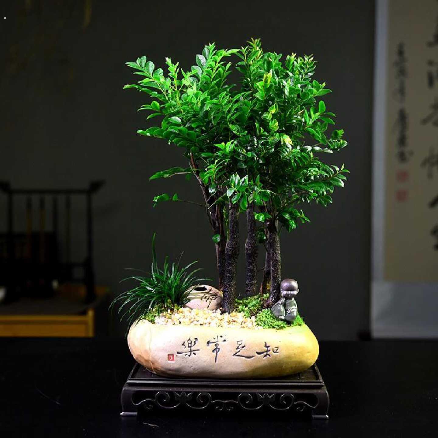 紫檀盆栽客厅桌面绿植黑骨茶室内书房好养小盆景装饰摆饰阳台植物