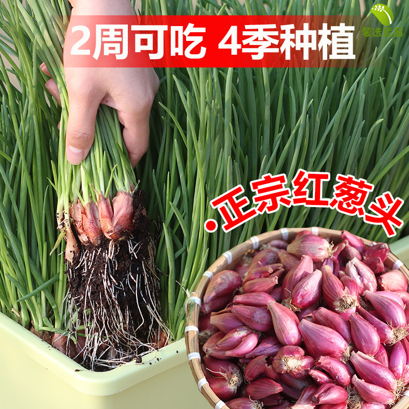 四季红葱头种头家庭种植送教程