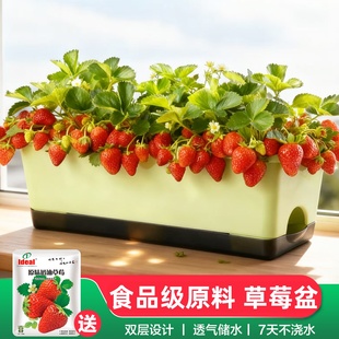 长方形花盆家用草莓种植盆阳台种菜专用盆窗台长条花盆加厚自吸水
