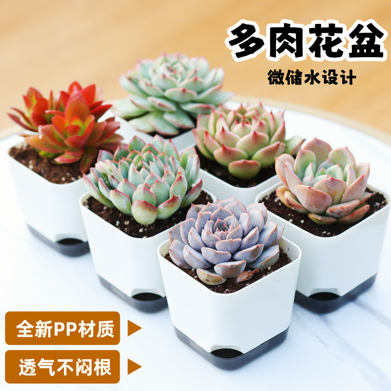 仿陶瓷白家用多肉花盆带底托大号肉肉高颜值花盆轻奢组合包邮塑料,鲜花速递/花卉仿真/绿植园艺,花盆,淘宝优惠券,粉丝福利购,淘宝优惠卷