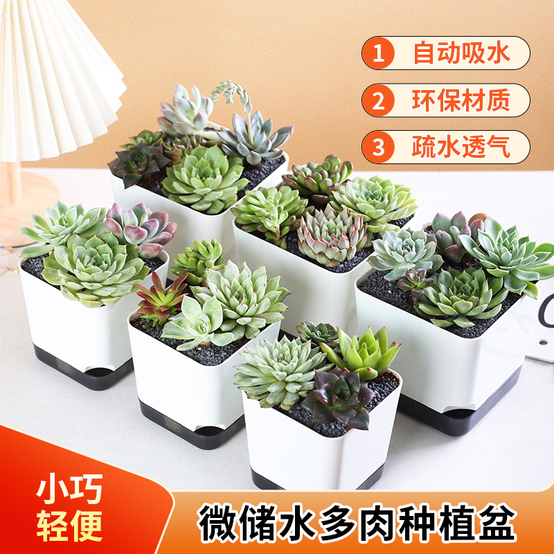 仿陶瓷白塑料多肉环保花盆