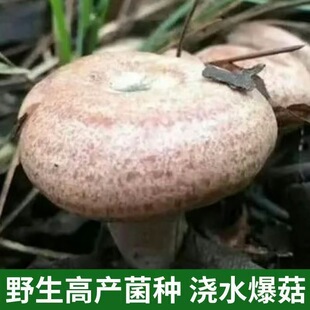 枞树菌新鲜野生野生黄枞菌菌种优质乌枞菌黄枞菌种家庭培植香菇