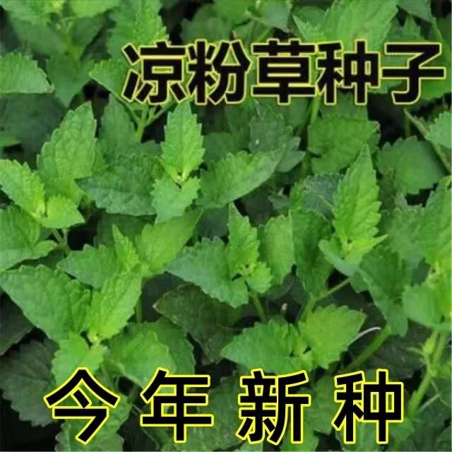 新种凉粉草种子仙人草种子神仙草种籽仙人冻种子盆栽食用蔬菜种子