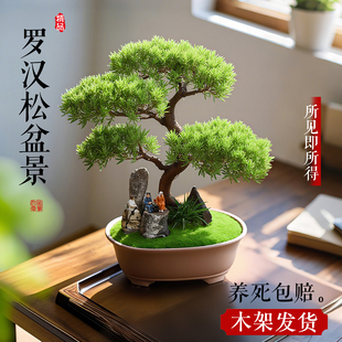造型罗汉松盆栽花卉塔松盆景办公室绿植桌面客厅室内植物乔迁开