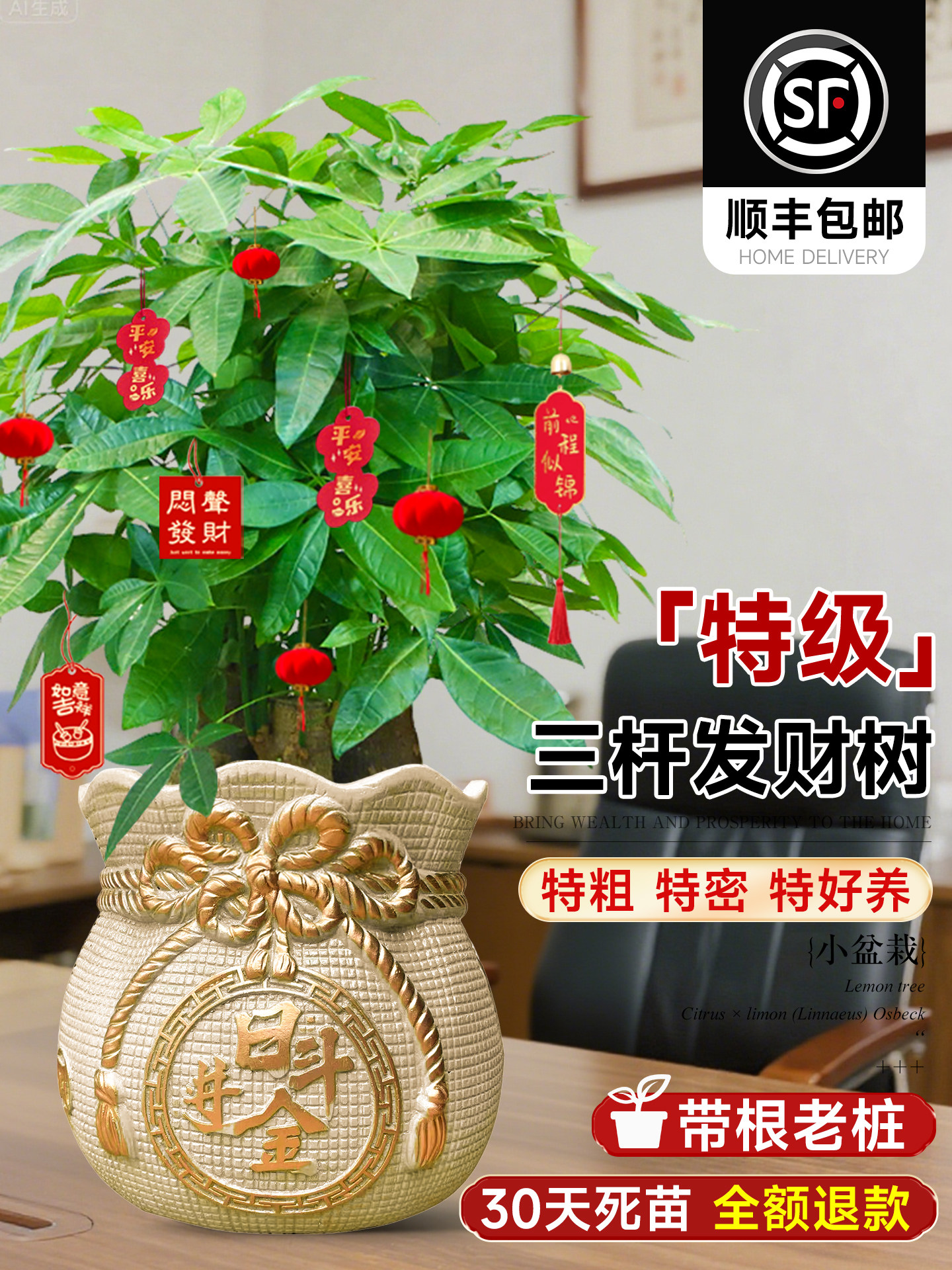 发财树客厅三杆小盆栽老桩办公室内旺宅好养绿植桌面盆景乔迁送礼