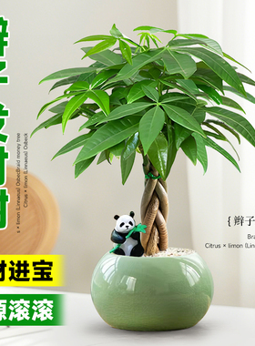 辫子发财树小盆栽精致客厅绿植物办公室内桌面盆景招财树四季好养