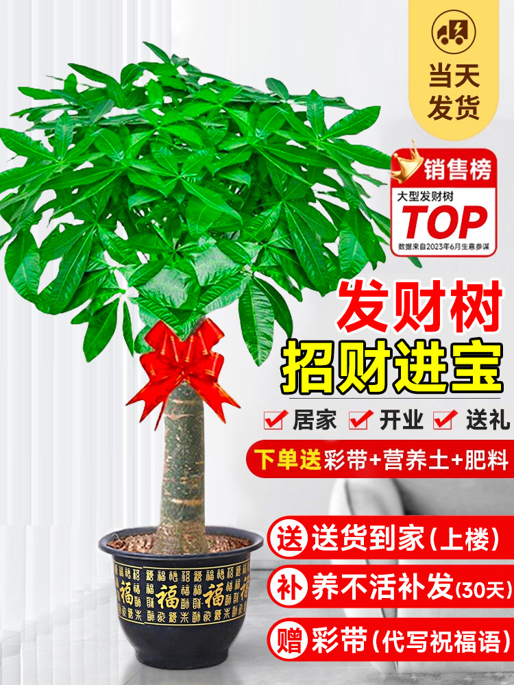 发财树盆栽室内大型绿植物招财树大棵摆件客厅办公室乔迁开业盆景,鲜花速递/花卉仿真/绿植园艺,大型绿植/成品组合盆栽,淘宝优惠券,粉丝福利购,淘宝优惠卷