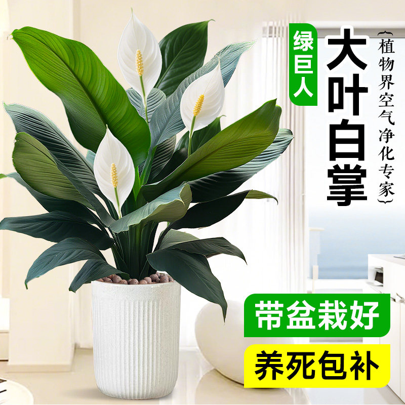 特大号绿巨人一帆风顺白掌盆栽办公室内客厅花卉绿植四季好养开花