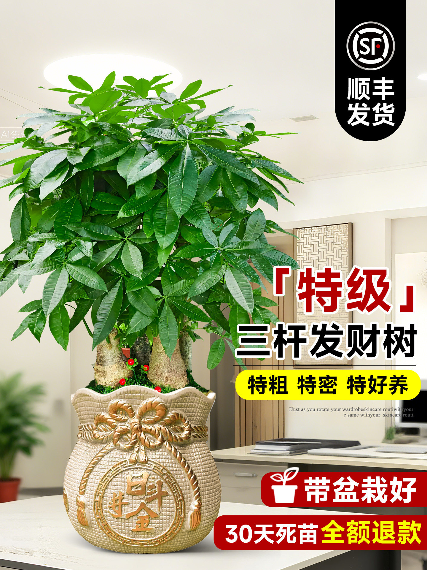 发财树客厅小盆栽大棵三杆老桩办公室内旺宅绿植桌面盆景乔迁送礼
