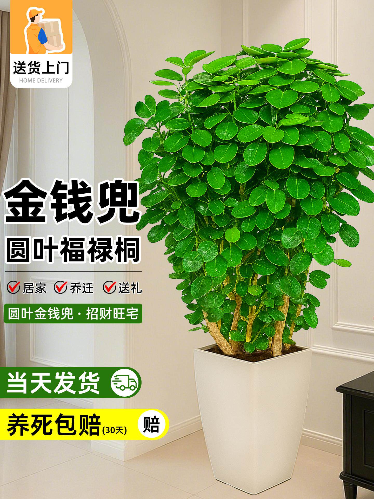 金钱兜盆栽圆叶福禄桐钱多多老桩大型绿植物客厅办公金钱树好养活