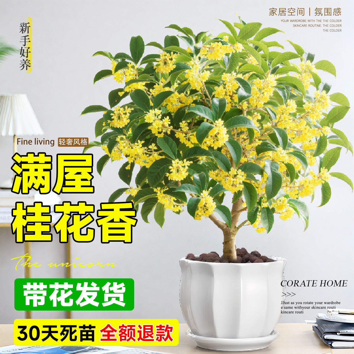 特级大盆老桩四季桂花盆栽带花苞八月桂树苗室内浓香型可食用绿植