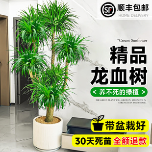 大型多头龙血树客厅绿植盆栽旺宅龙须树室内好养龙铁树发财树植物