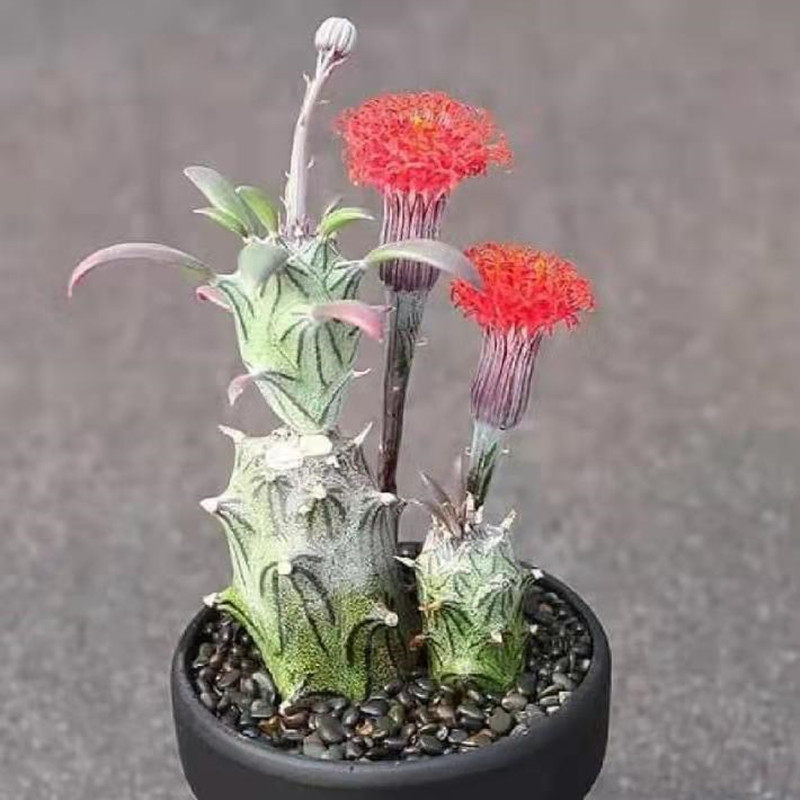 普西利菊开花菊科类仙人掌花卉无刺仙人柱仙人球多肉植物盆栽好养