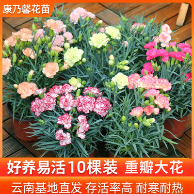 云南直发康乃馨花苗阳台