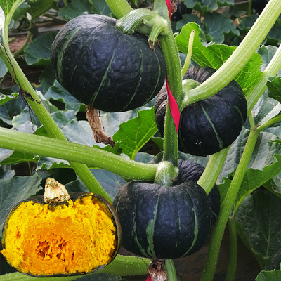 日本迷你绿贝南瓜秧苗板栗