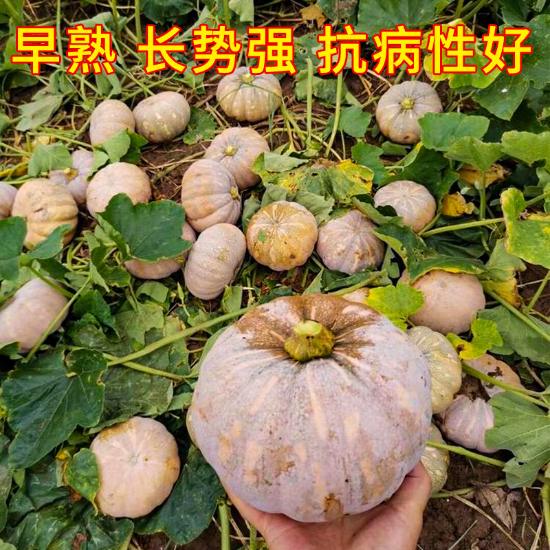 磨盘南瓜种苗高甜超面春季夏季种子高...