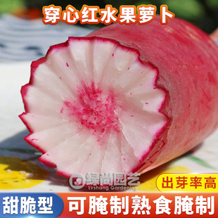 穿心红水果萝卜种子红心水果萝卜种籽穿心红萝卜四季盆栽蔬菜种子