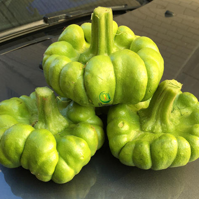 云南姜柄瓜种苗香甜味小南瓜种孑阳台盆栽高产春季四季蔬菜种籽