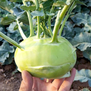 青丕蓝种子苤蓝种籽大头菜种子疙瘩球茎甘蓝春秋四季菜园蔬菜种孑