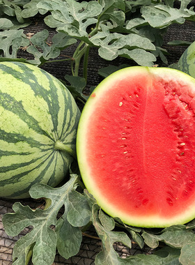 免嫁接早冠8424西瓜种苗麒麟瓜种籽耐热春季夏季四季露地水果种苗