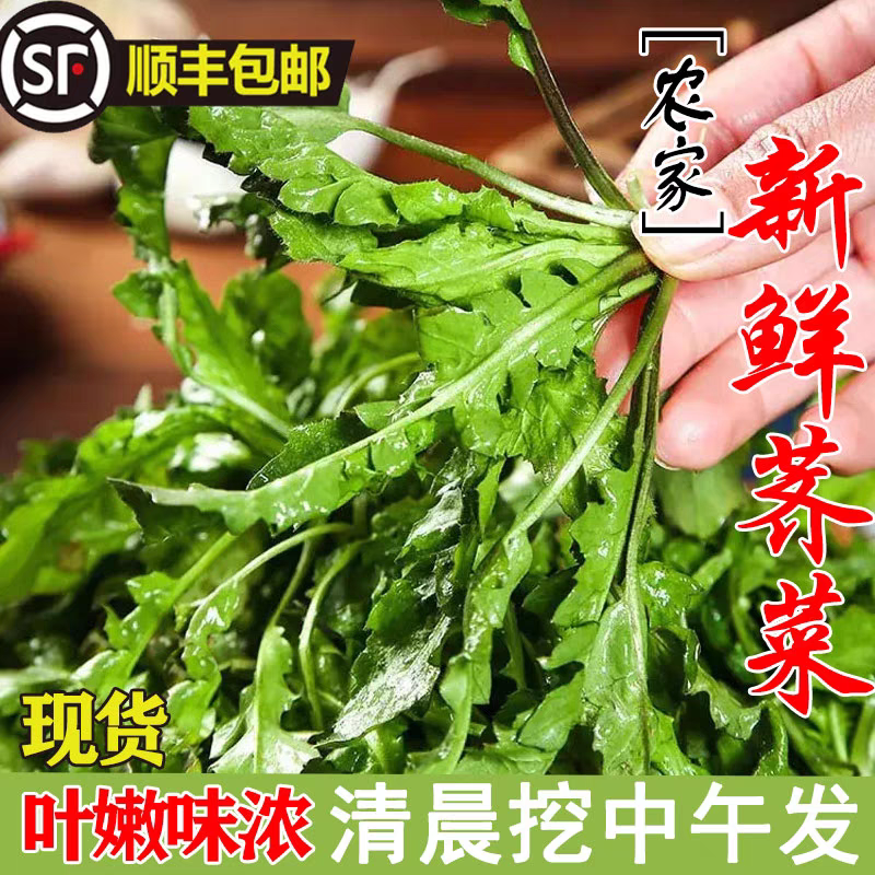 新鲜现挖北方野地荠菜