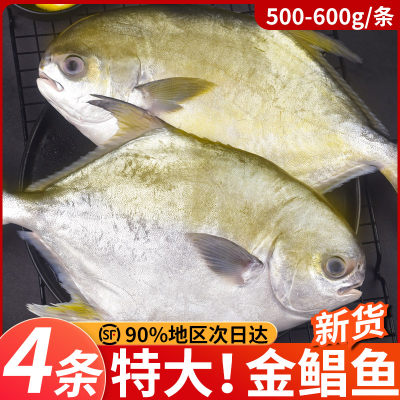 冰鲜部族新鲜冷冻金鲳鱼银鲳特大