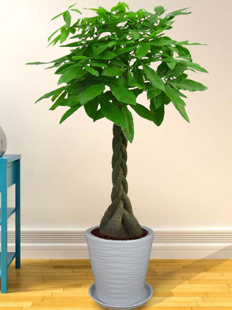 武汉开业大型花篮发财树乔迁送礼绿植室内客厅盆栽大陶瓷盆植物