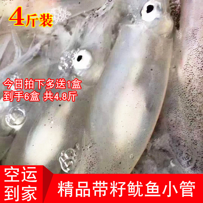 带籽小管母管福建闽南本港灯捕新鲜鱿鱼笔管鱼鲜活海鲜海兔子 4斤